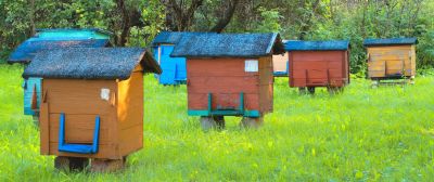 1 kwietnia ruszył nabór na dofinansowanie do przezimowanych rodzin pszczelich!